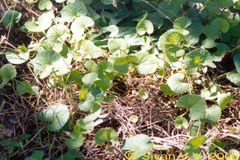 Centella asiatica
